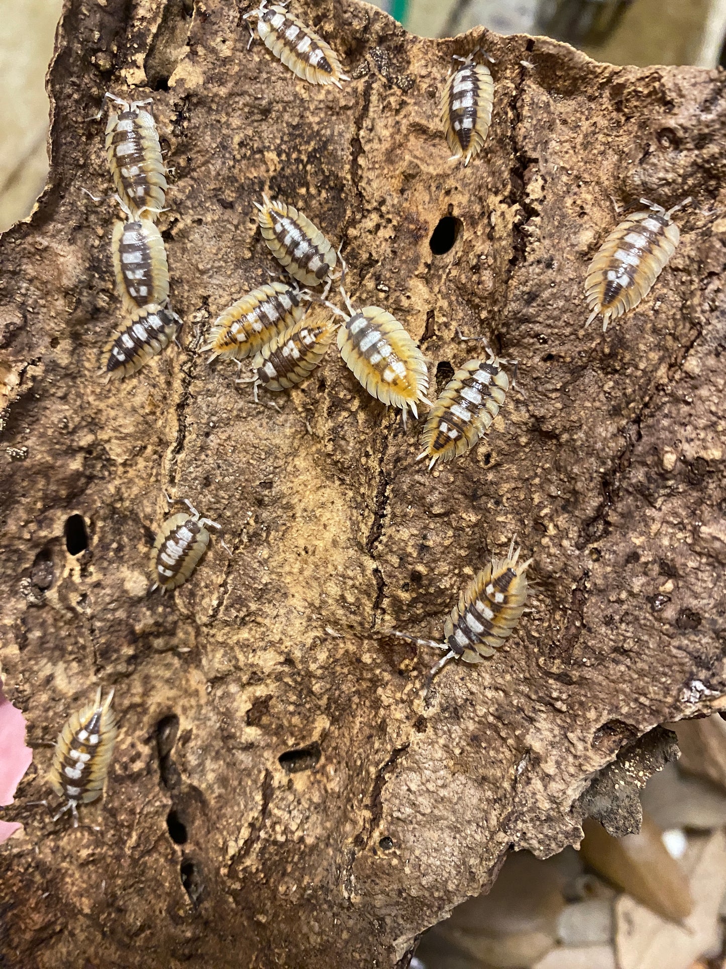 Porcellio Expansus “Orange”