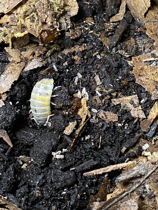 Porcellio sp witches brew