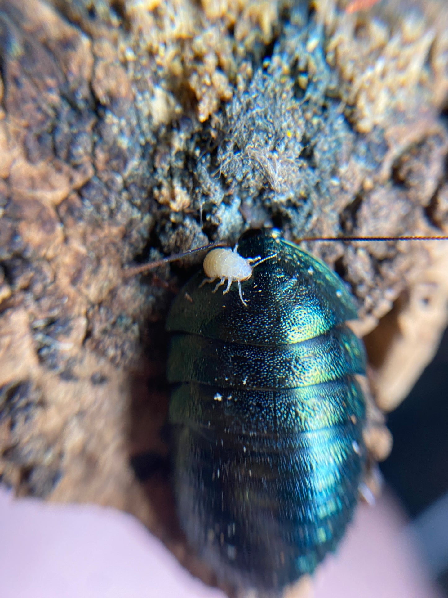 Pseudoglomeris magnifica (Emerald Green Roach)