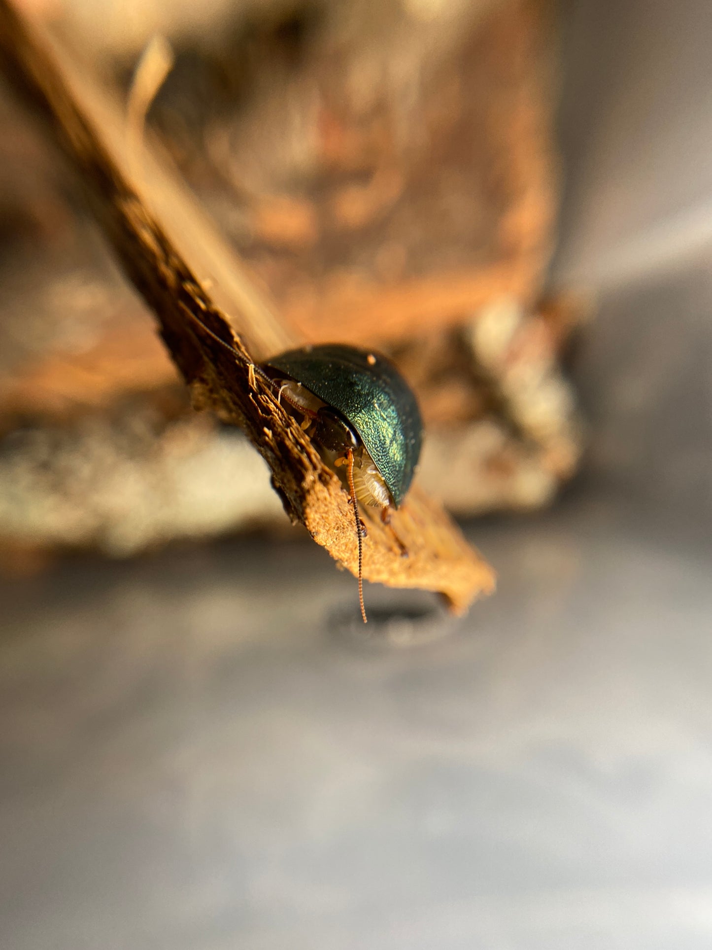 Pseudoglomeris magnifica (Emerald Green Roach)