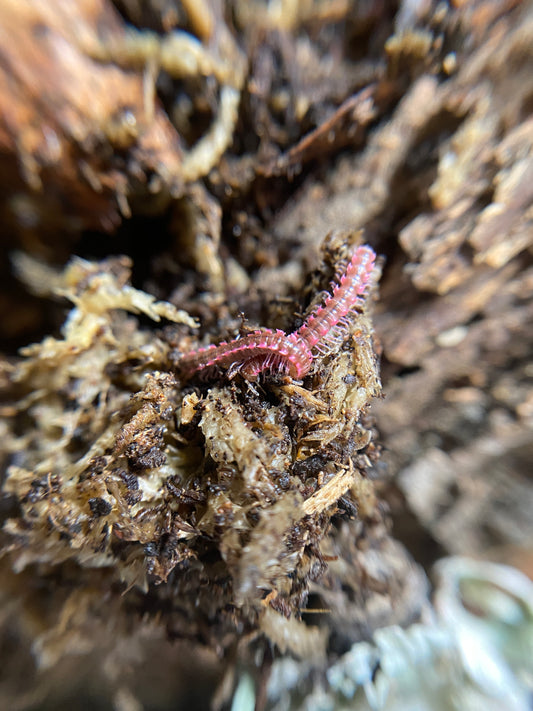 Pink Dragon Millipede