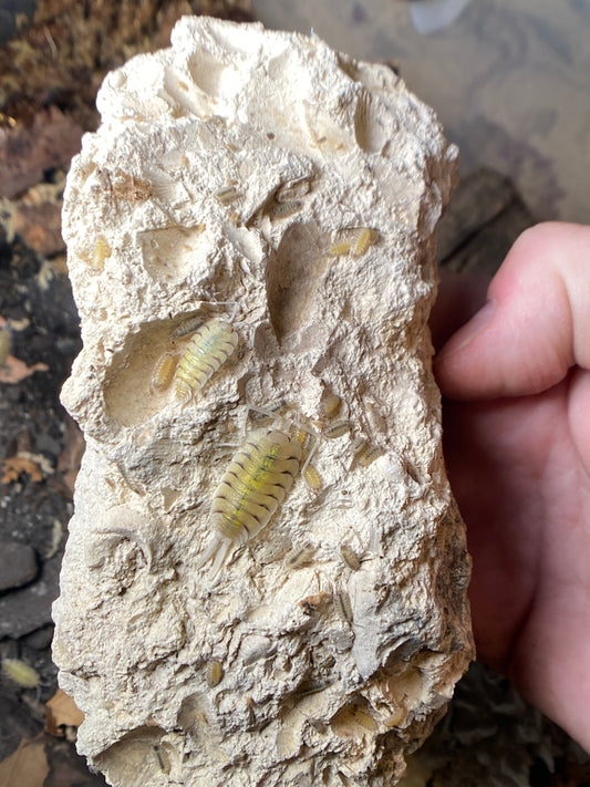 Porcellio Bolivari