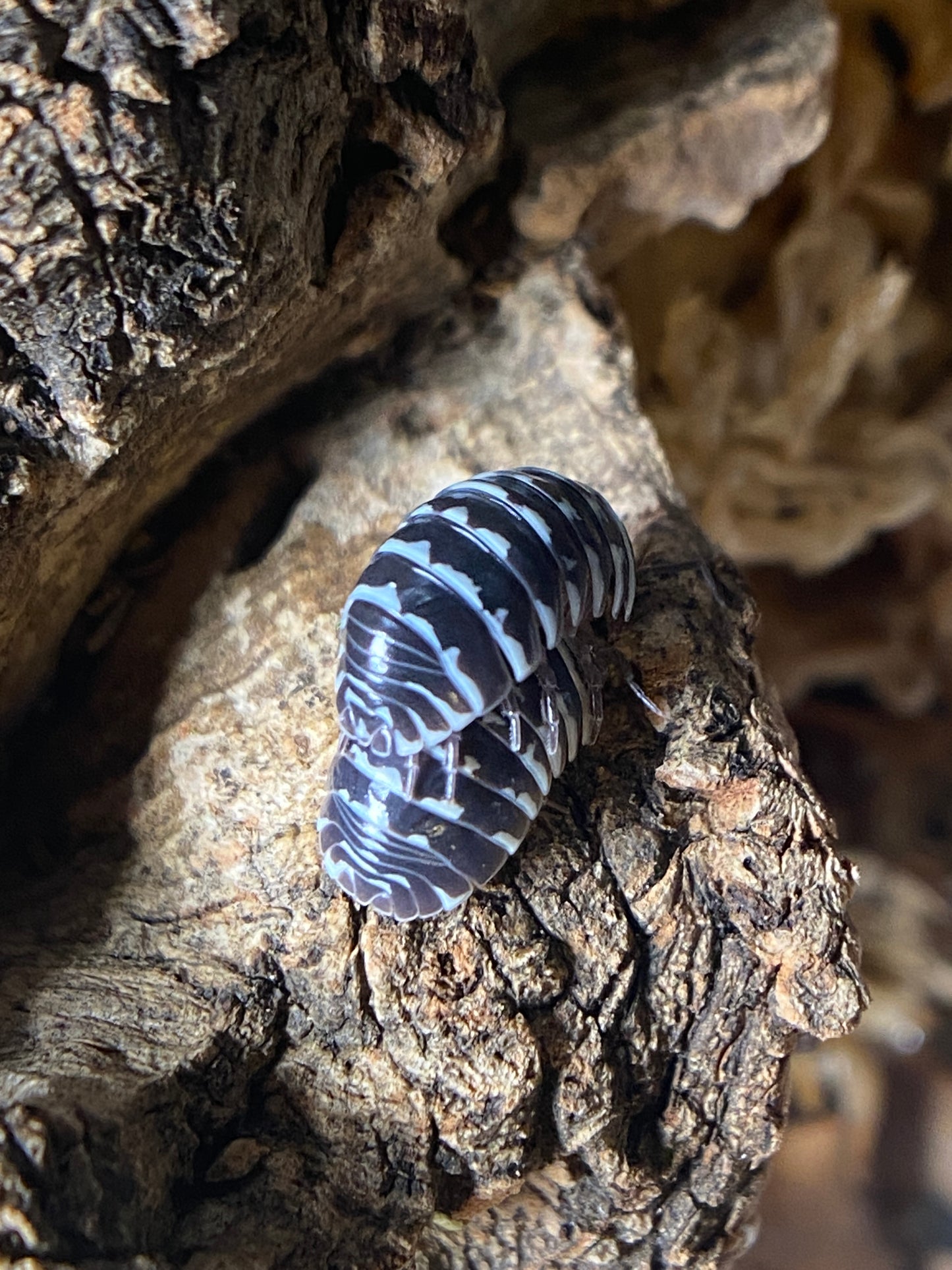 Armadillidium Maculatum