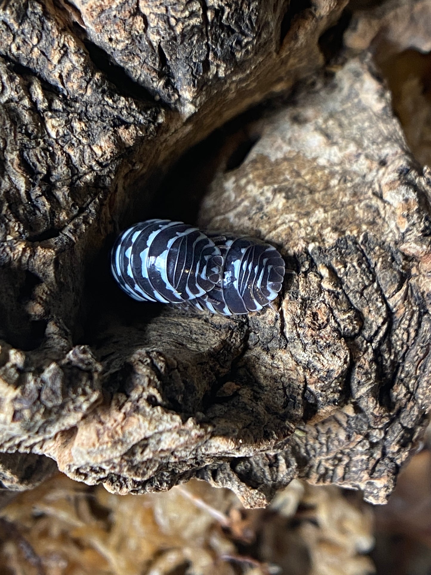 Armadillidium Maculatum