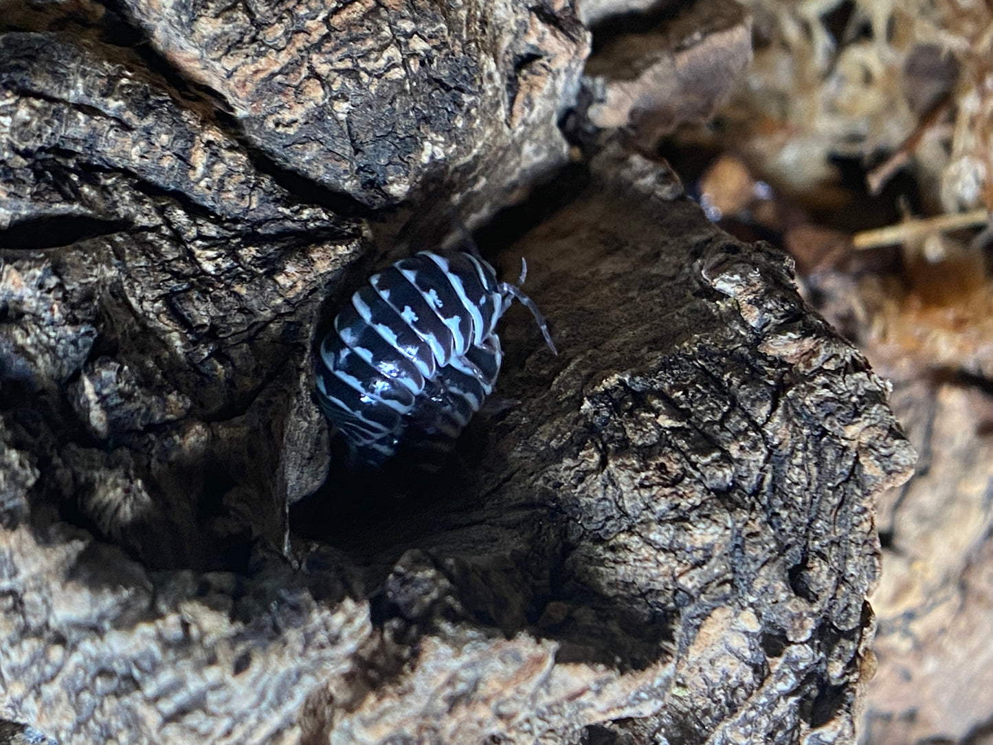 Armadillidium Maculatum