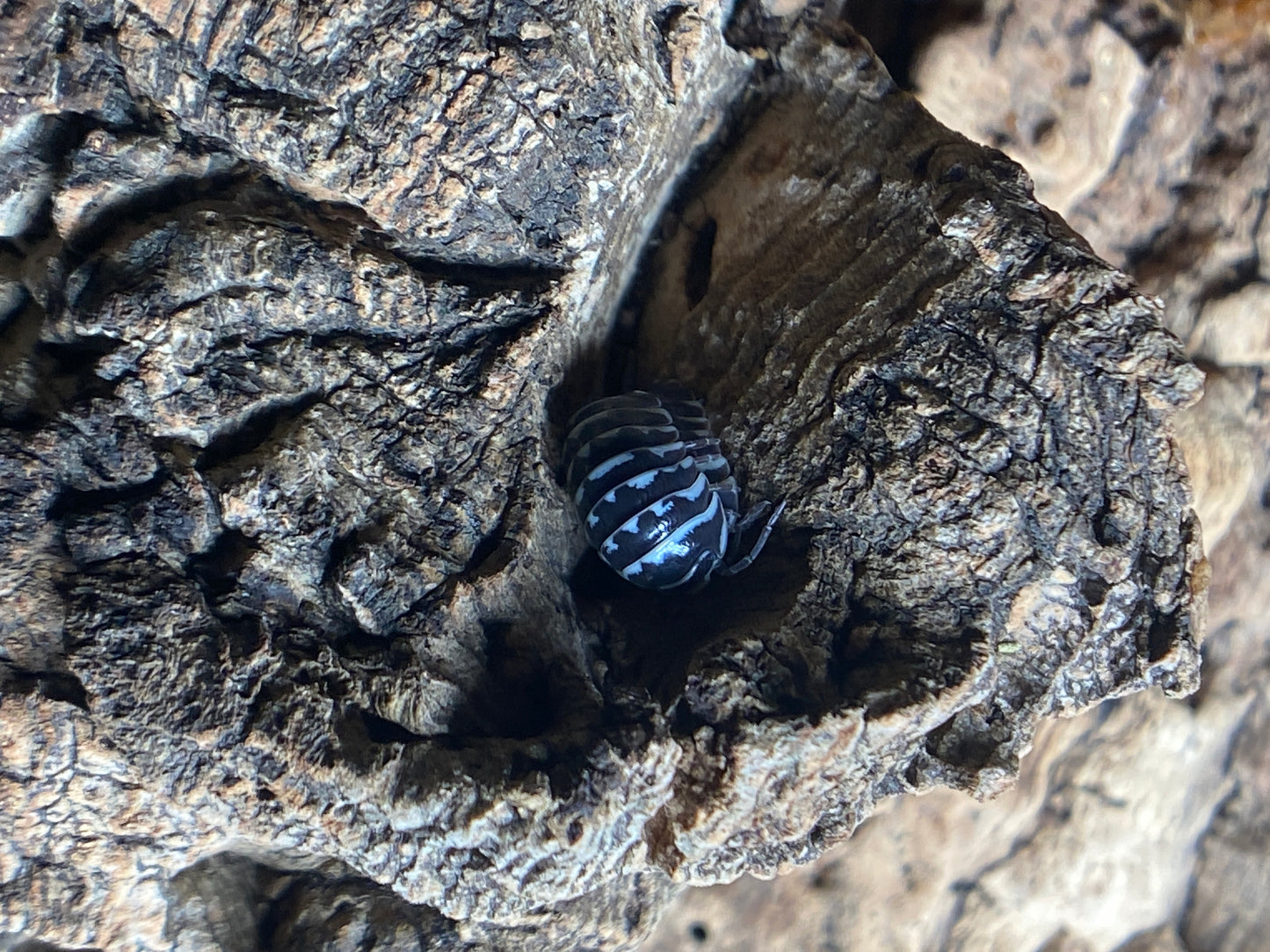 Armadillidium Maculatum