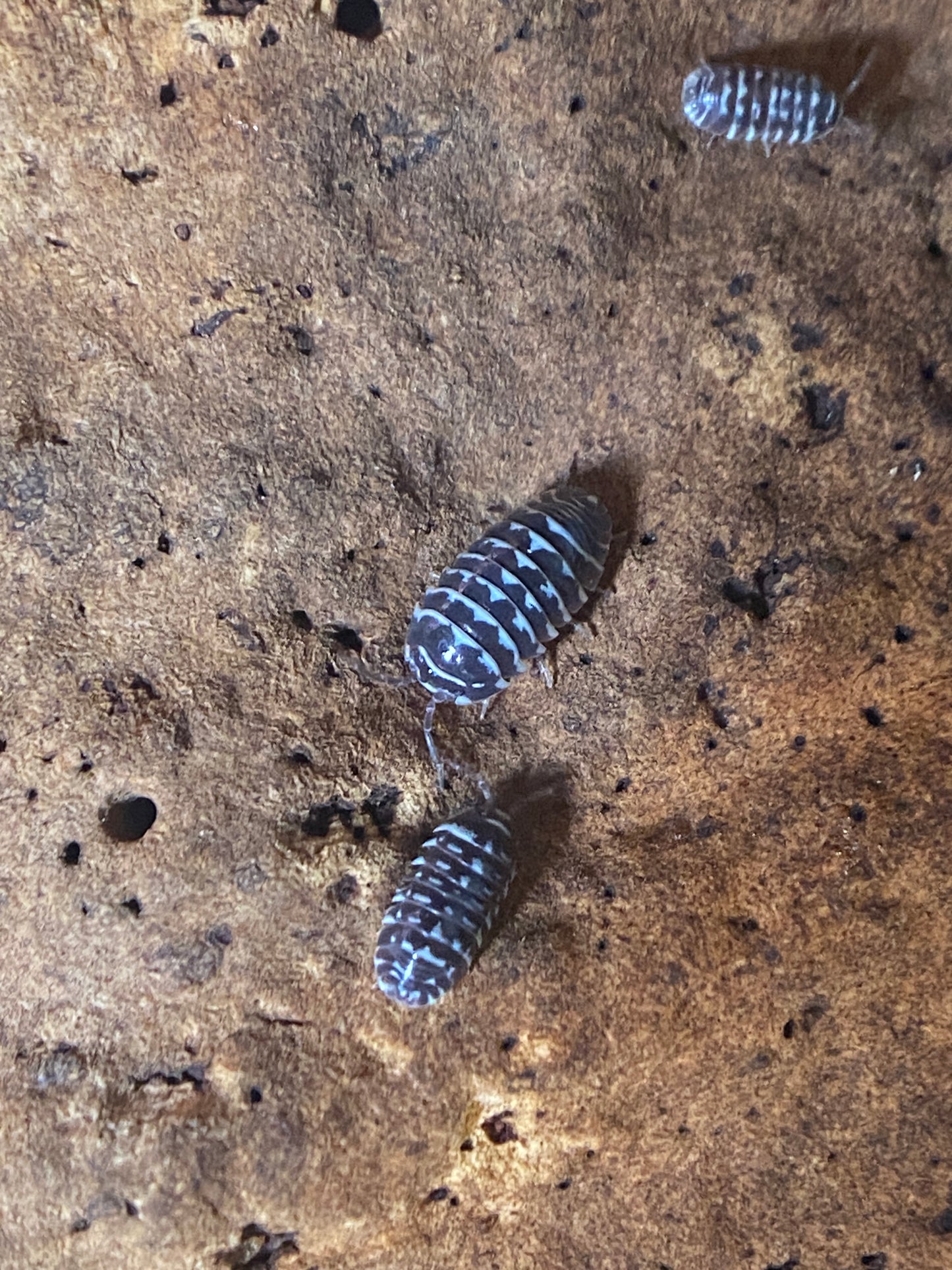 Armadillidium Maculatum