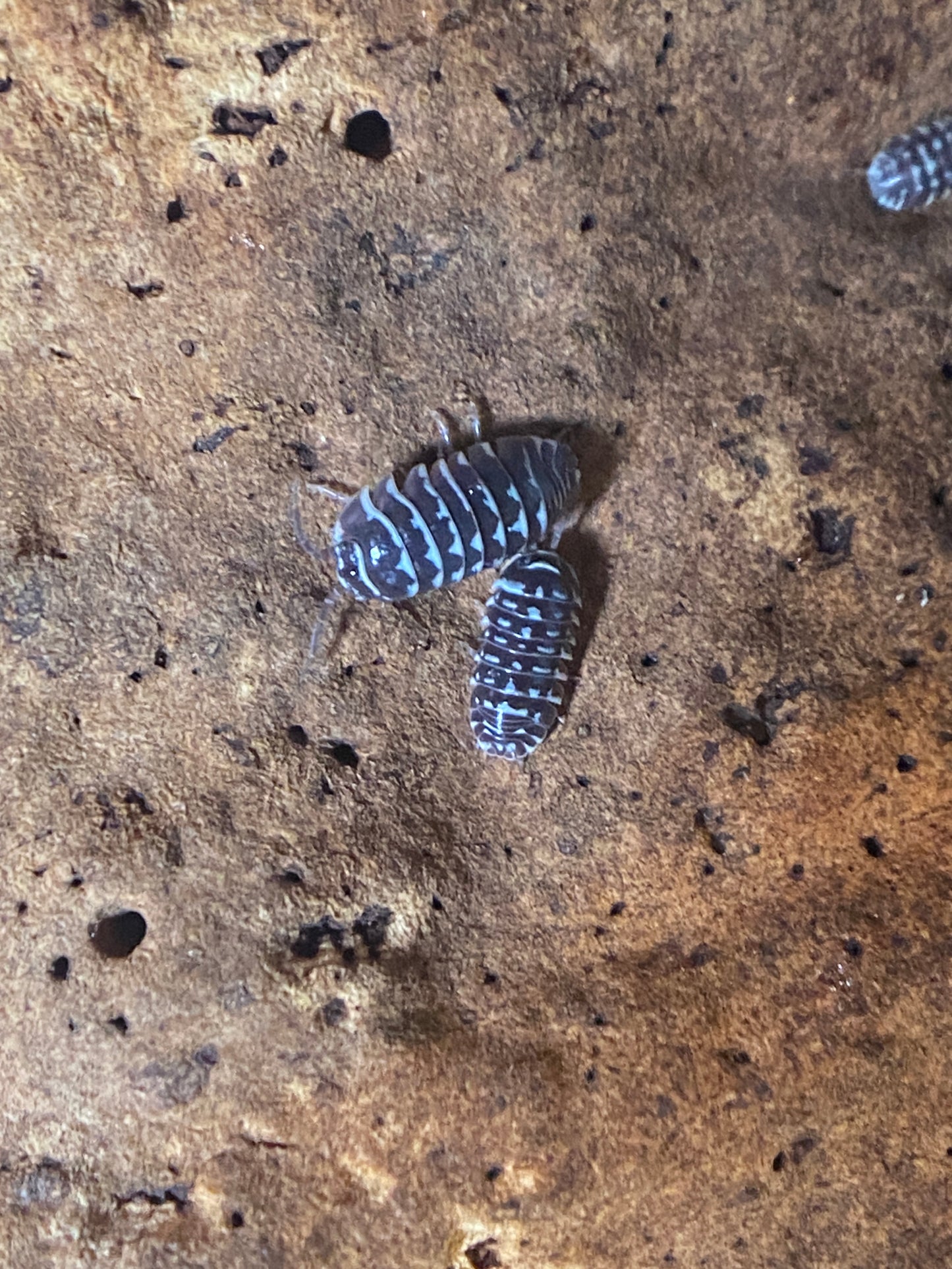 Armadillidium Maculatum