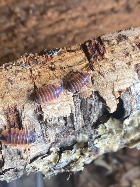 Merulanella Sp “ Ember Bee”