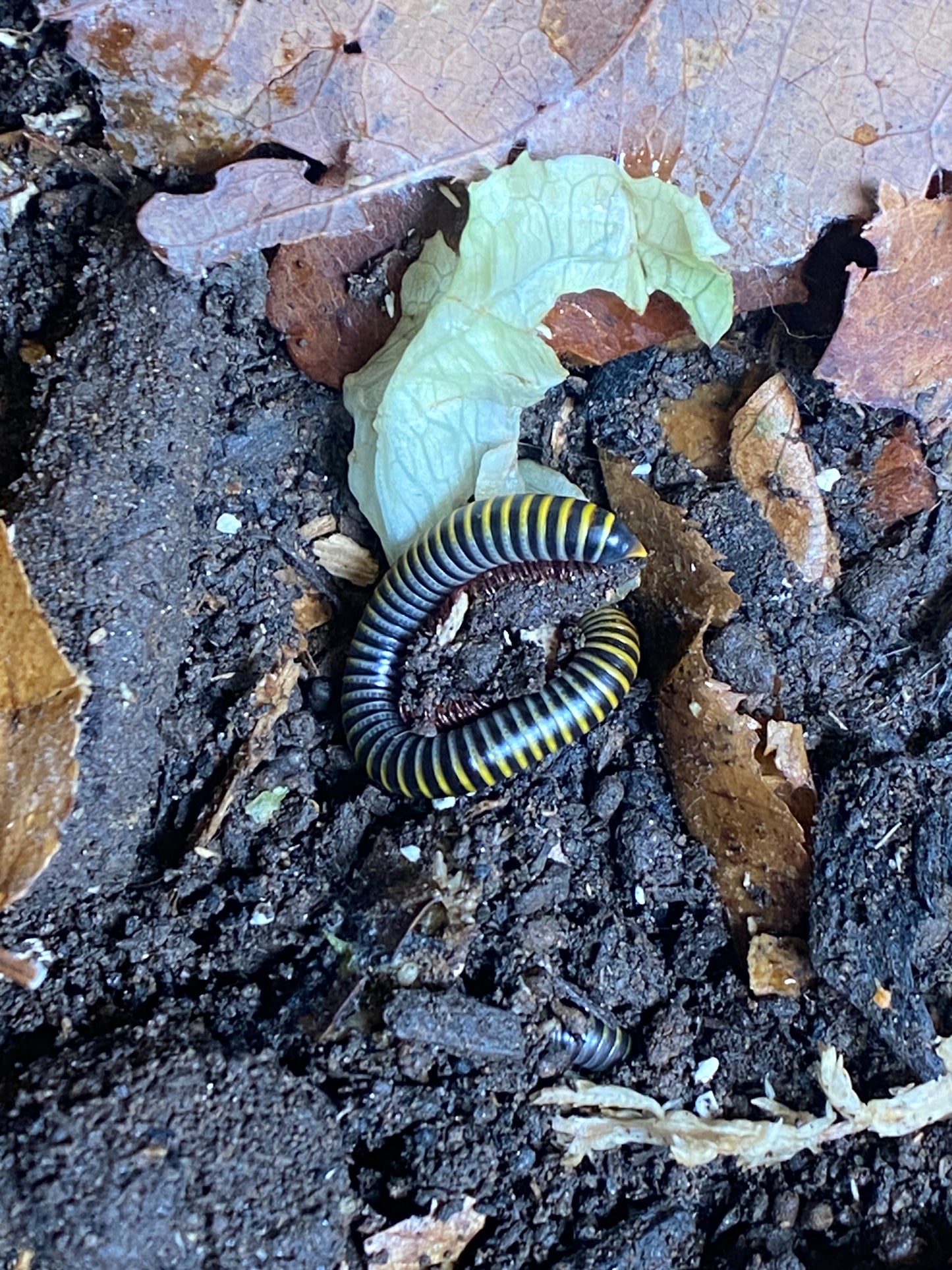 Bumblebee Millipede