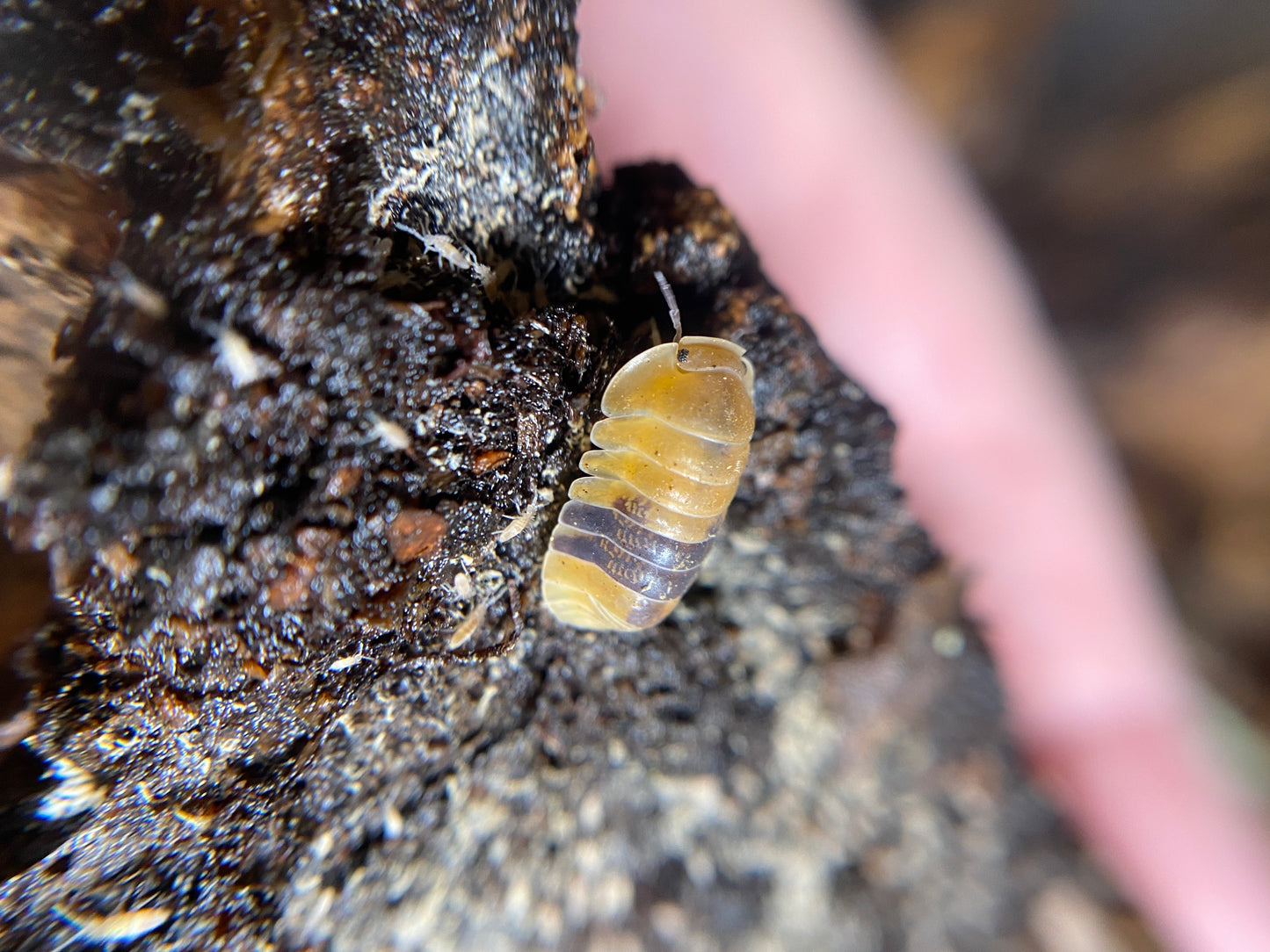 Cubaris Sp Amber Ducky