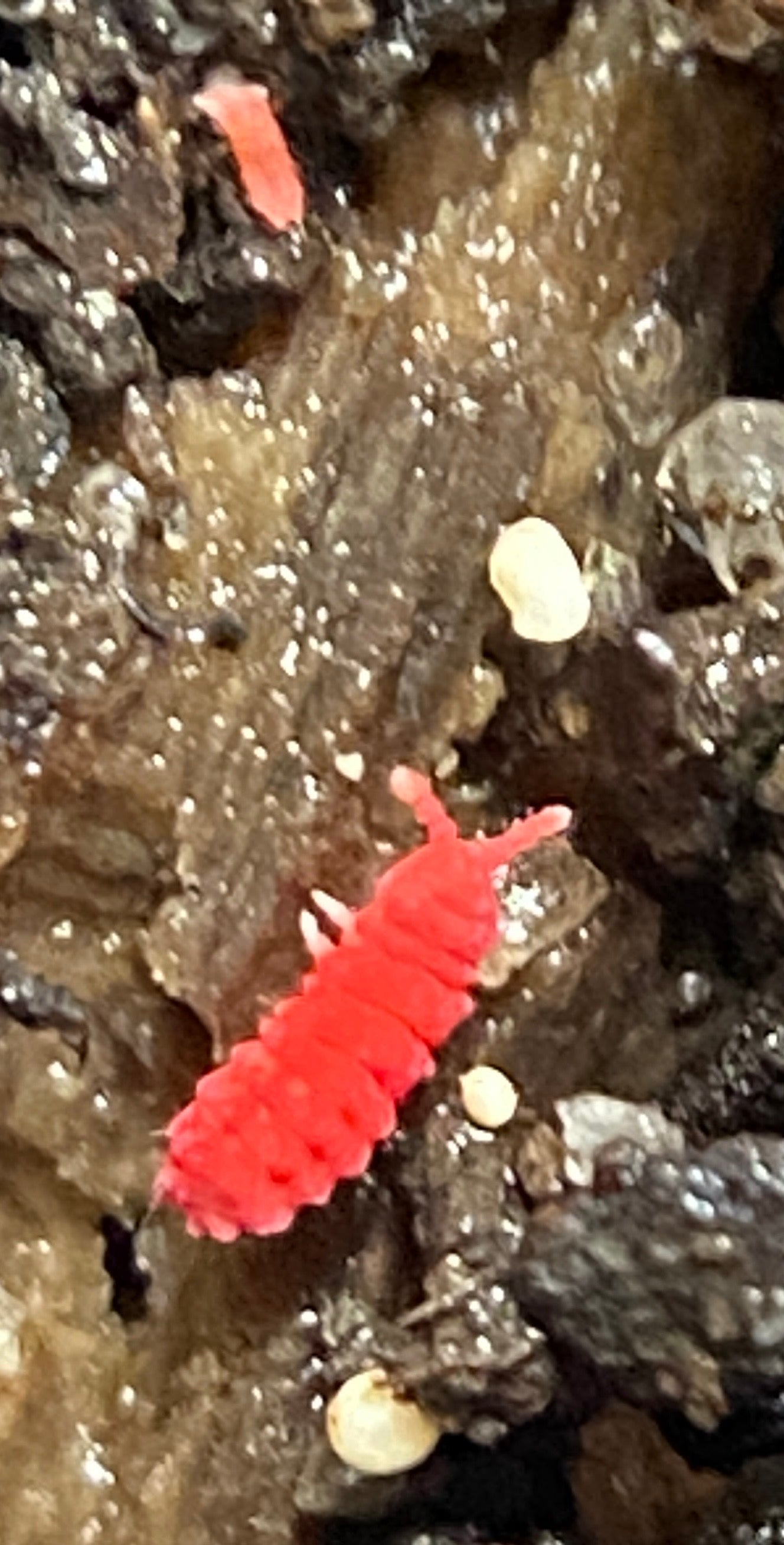 Red Thai Springtail