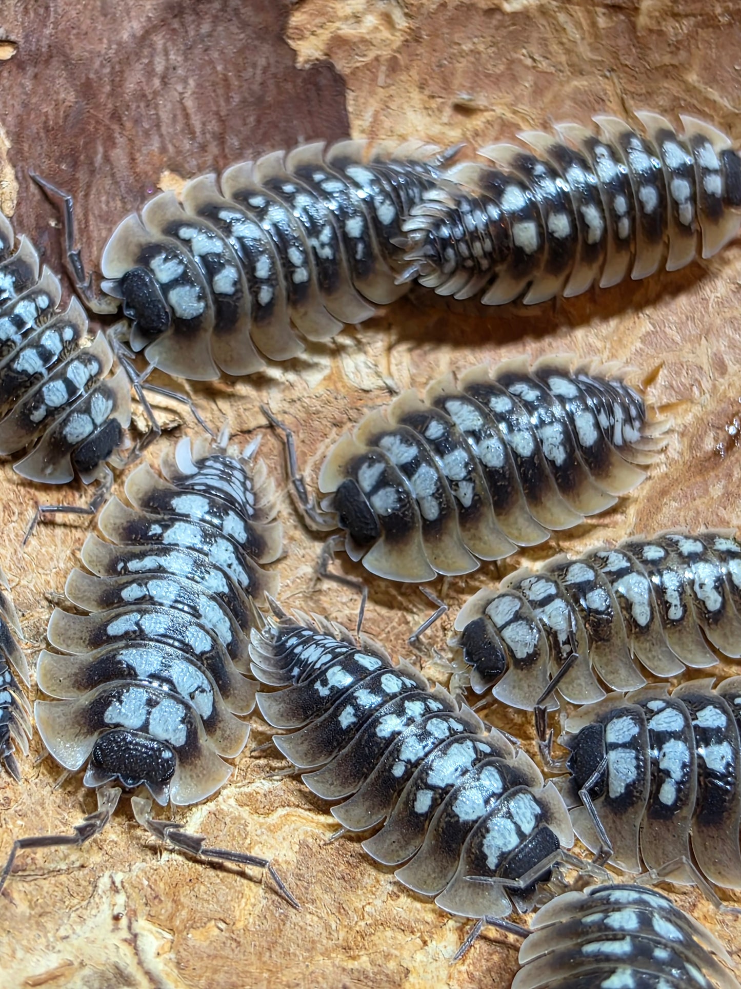 Porcellio Tortonesei