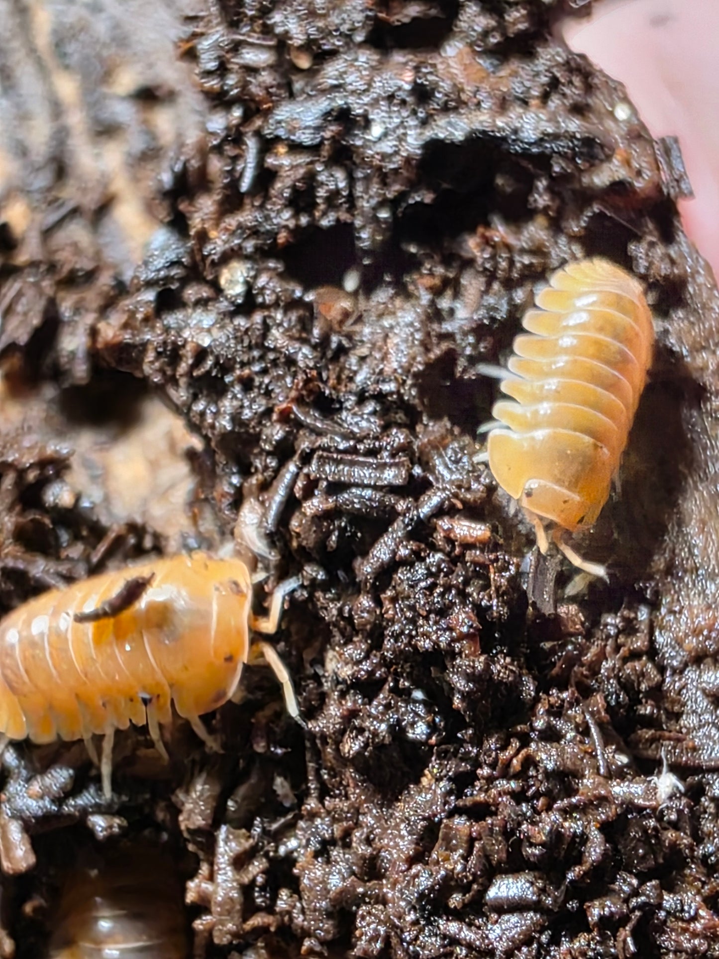 Cubaris sp Golden rutilated