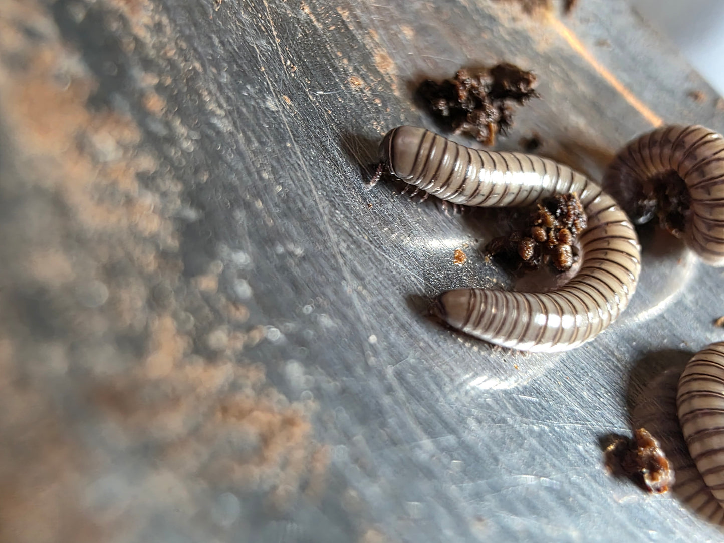 Anadenobolus arboreus gundlachi "orange spotted white tree millipede"