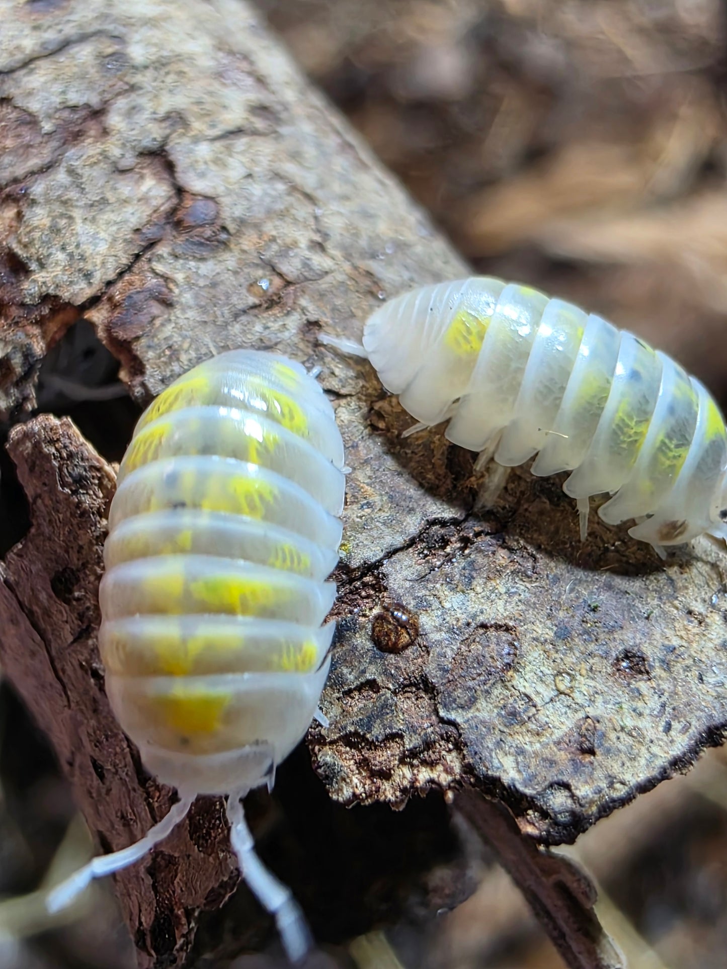 Armadillidium vulgare american potions (roach crossing OG stock)