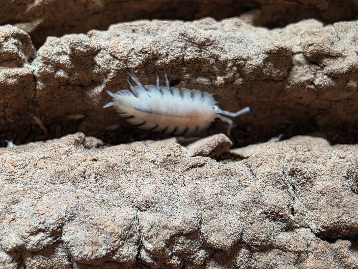 Porcellio Expansus "Autumnal Equinox"