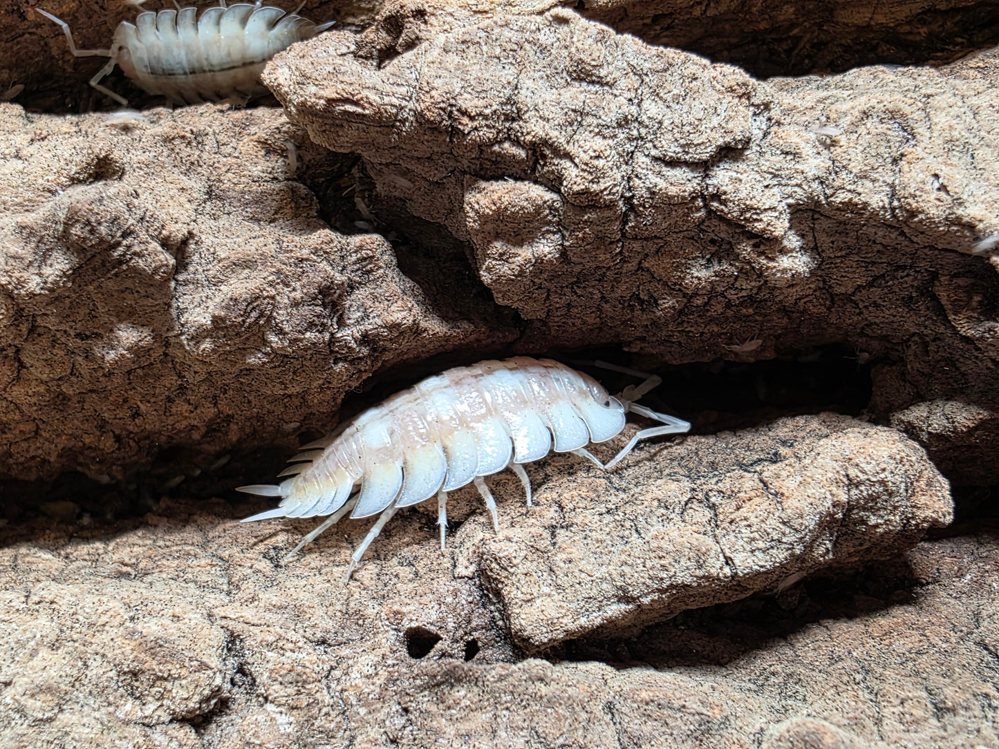 Porcellio Expansus "Autumnal Equinox"