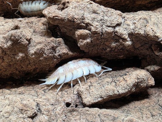 Porcellio Expansus "Autumnal Equinox"