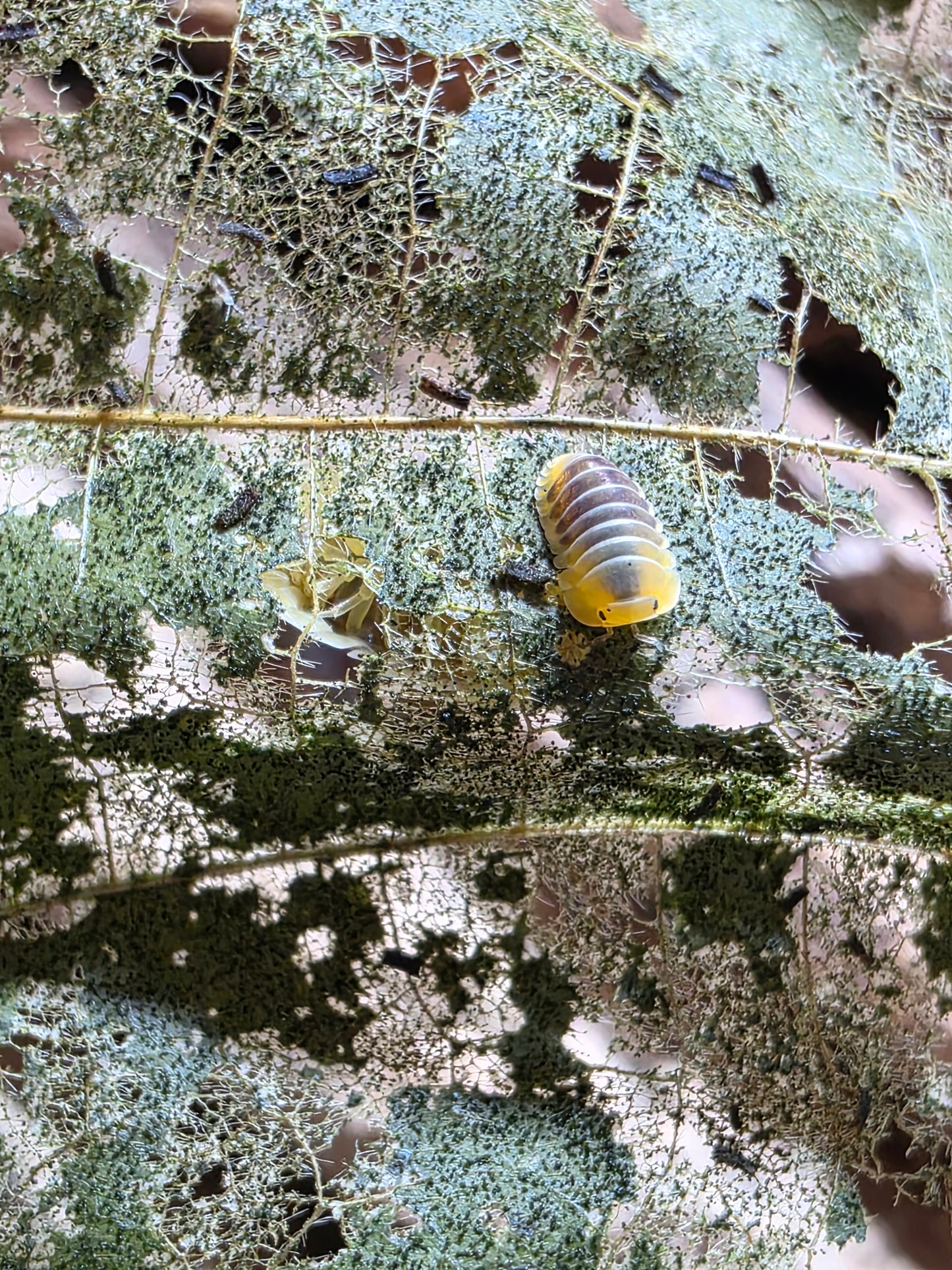 Cubaris sp jupiters