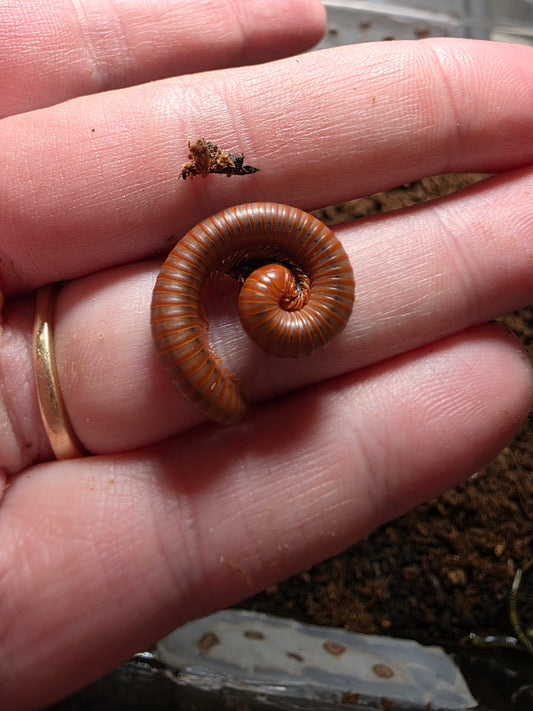 Scarlet millipede
