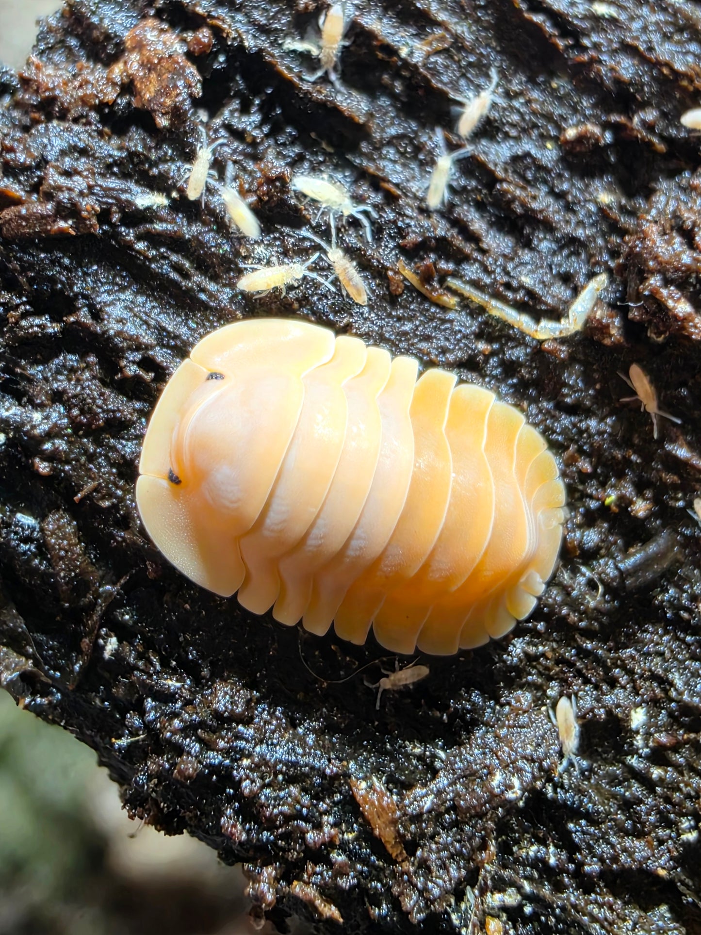 Cubaris sp "crabby"
