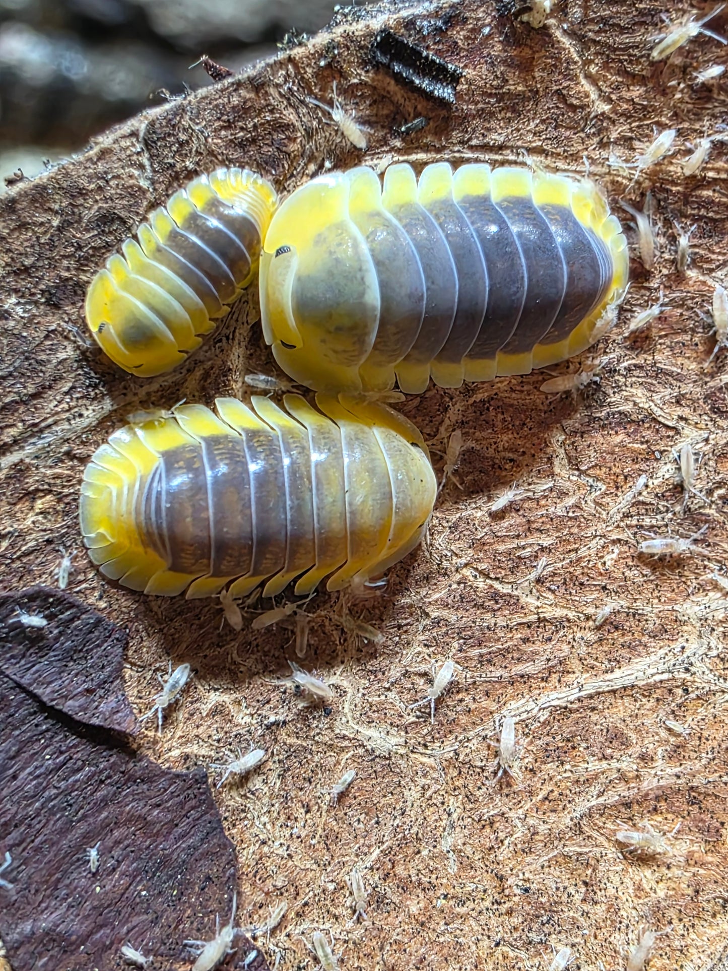 Cubaris sp lemon blue