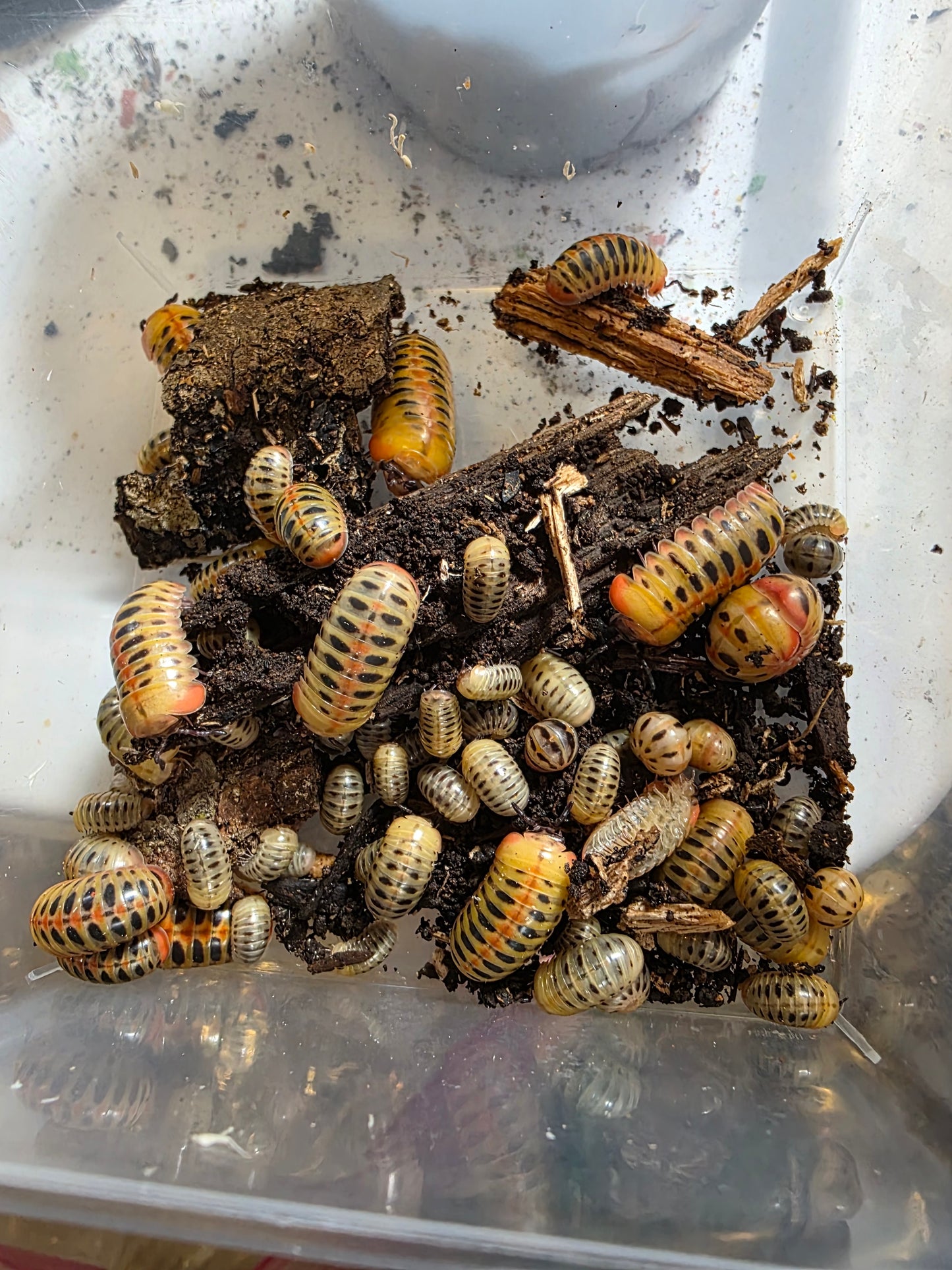 Rhopalomeris carnifex strawberry CB babies