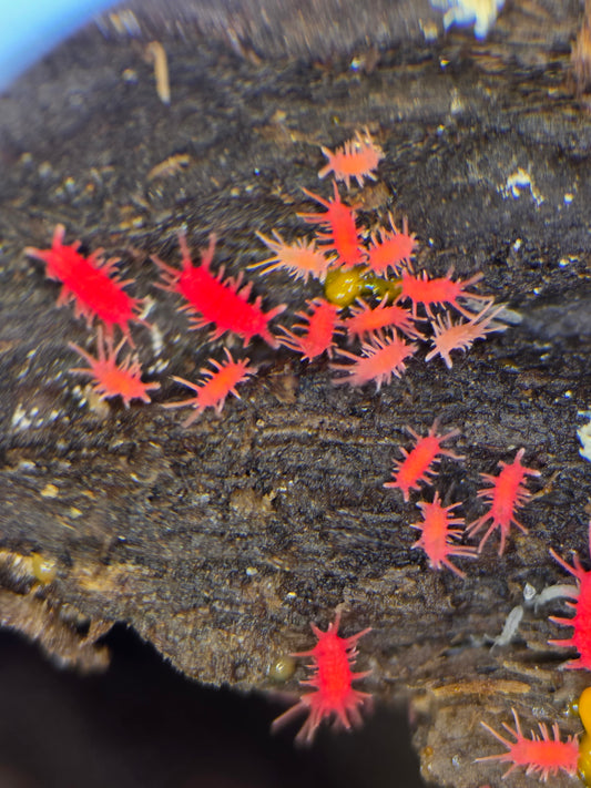 Rambutanura sp vietnams (SLIME REQUIRED)