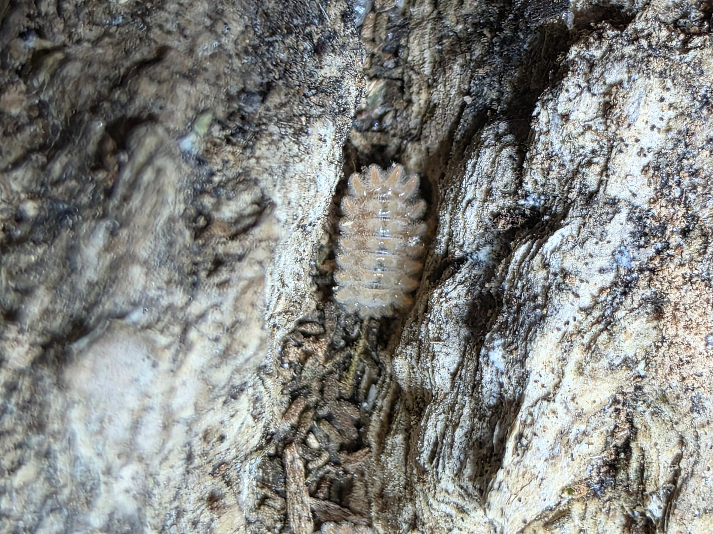 Armadillidae sp Qilin