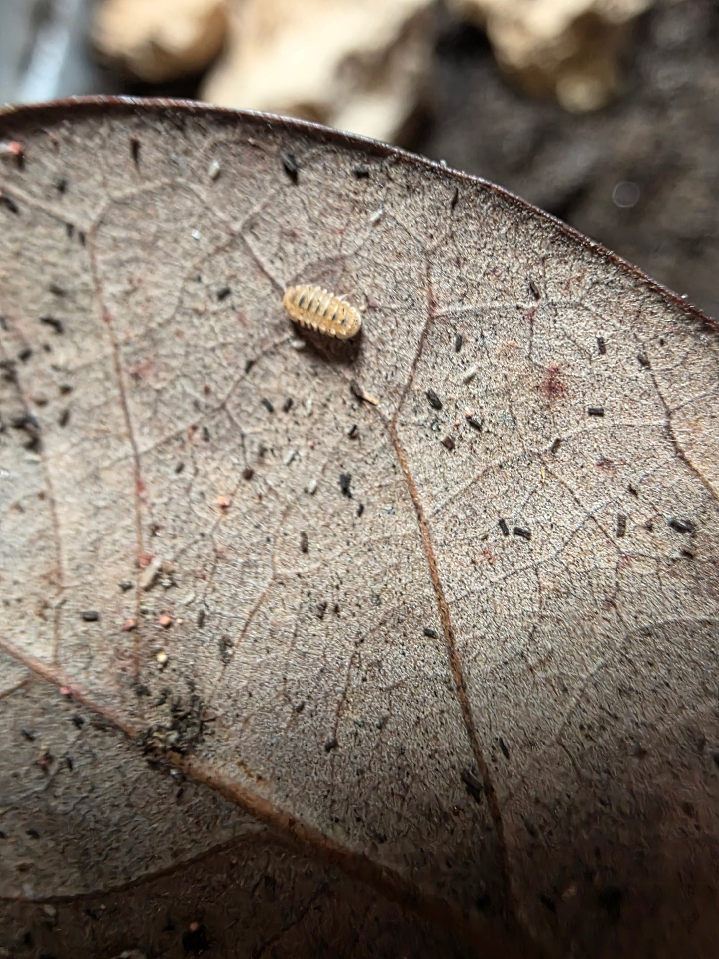 Isopoda sp Armageddon (TINY)