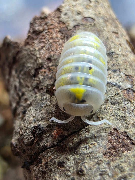 Armadillidium vulgare american potions (roach crossing OG stock)