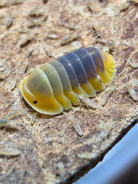 Cubaris sp lemon blue