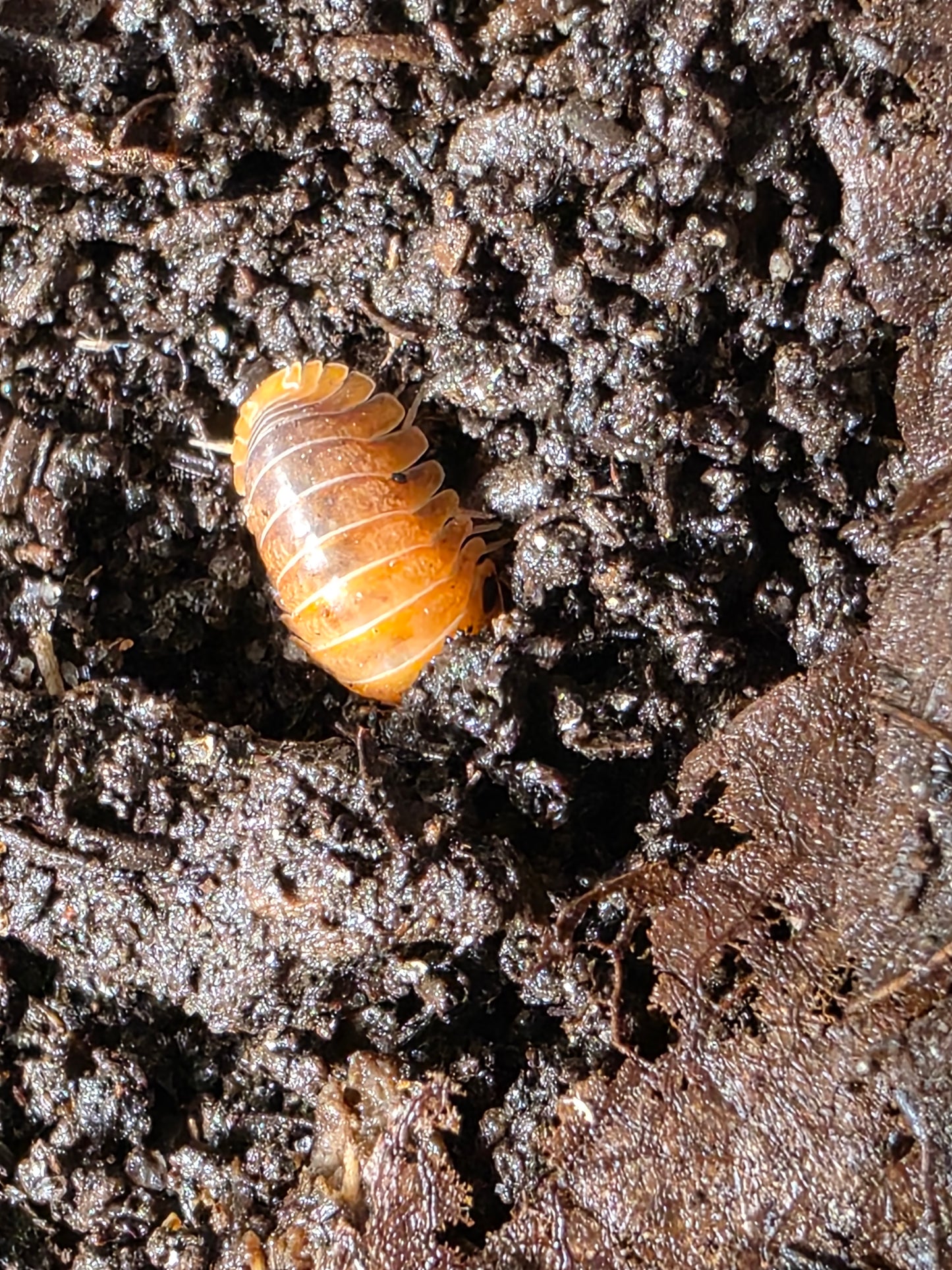 Cubaris sp Golden rutilated