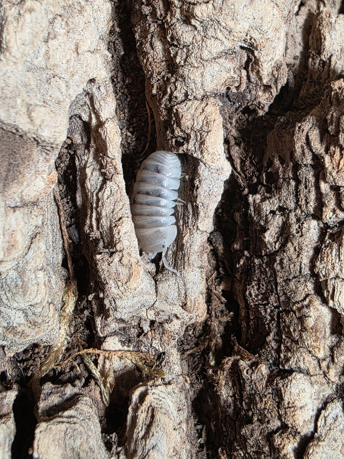 Armadillo officinalis Dalmatians