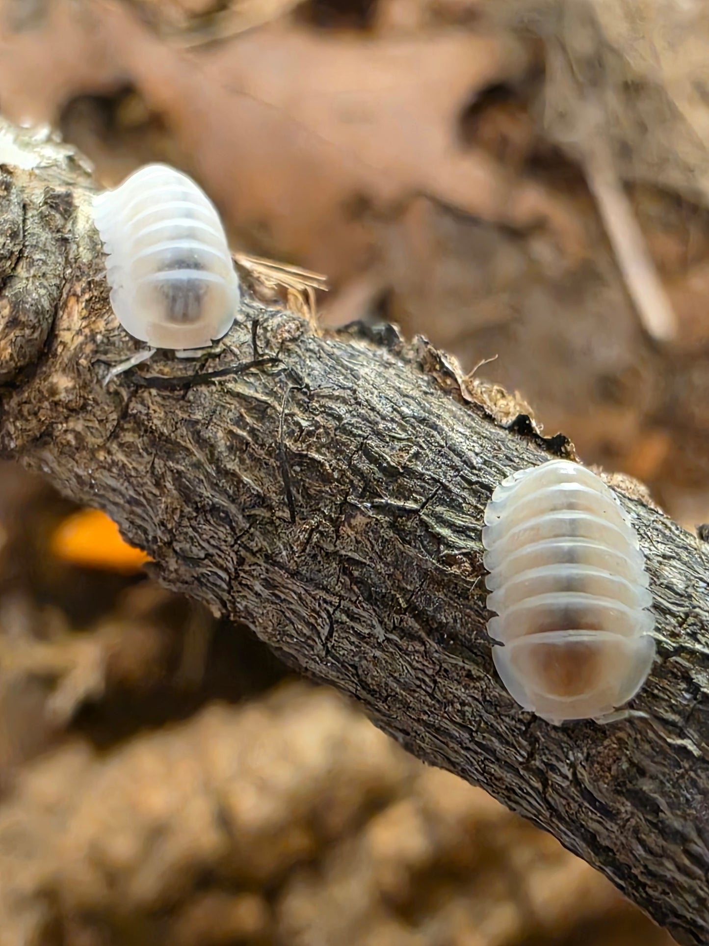 Cubaris sp albino pak chong