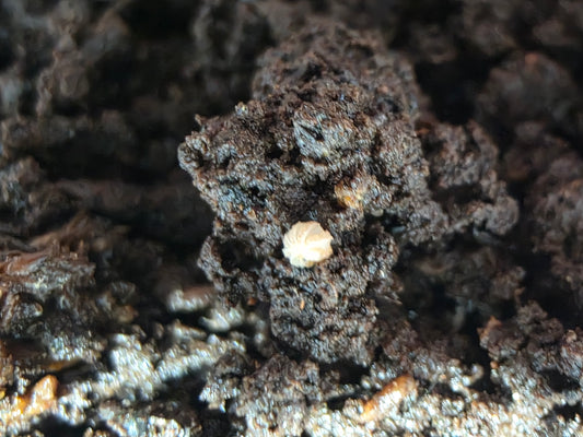 Reductoniscus costulatus “Pink Togezo” Spiky