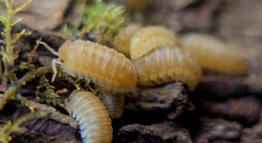 Armadillidium hauseni