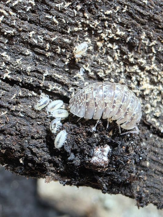 Armadillidium sp amegliol