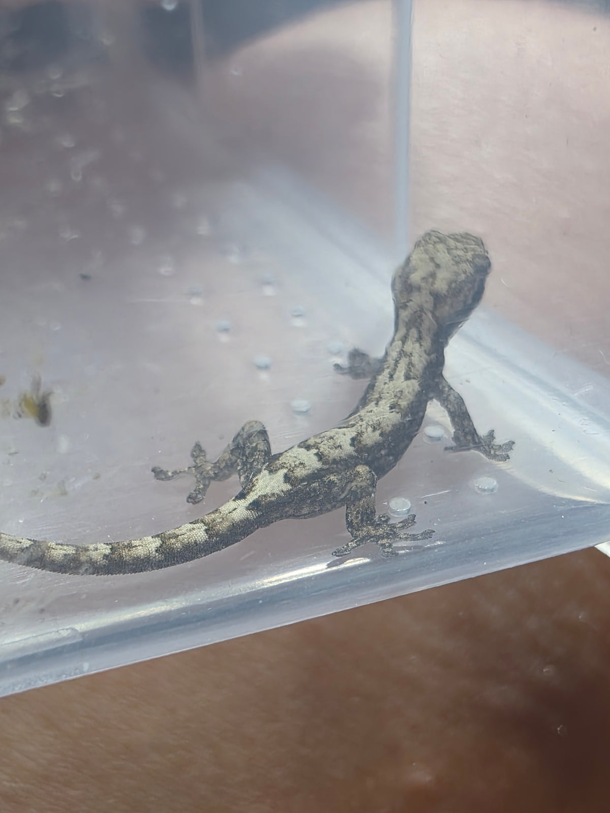 Lepidodactylus lugubris aka mourning geckos
