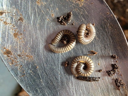 Anadenobolus arboreus gundlachi "orange spotted white tree millipede"