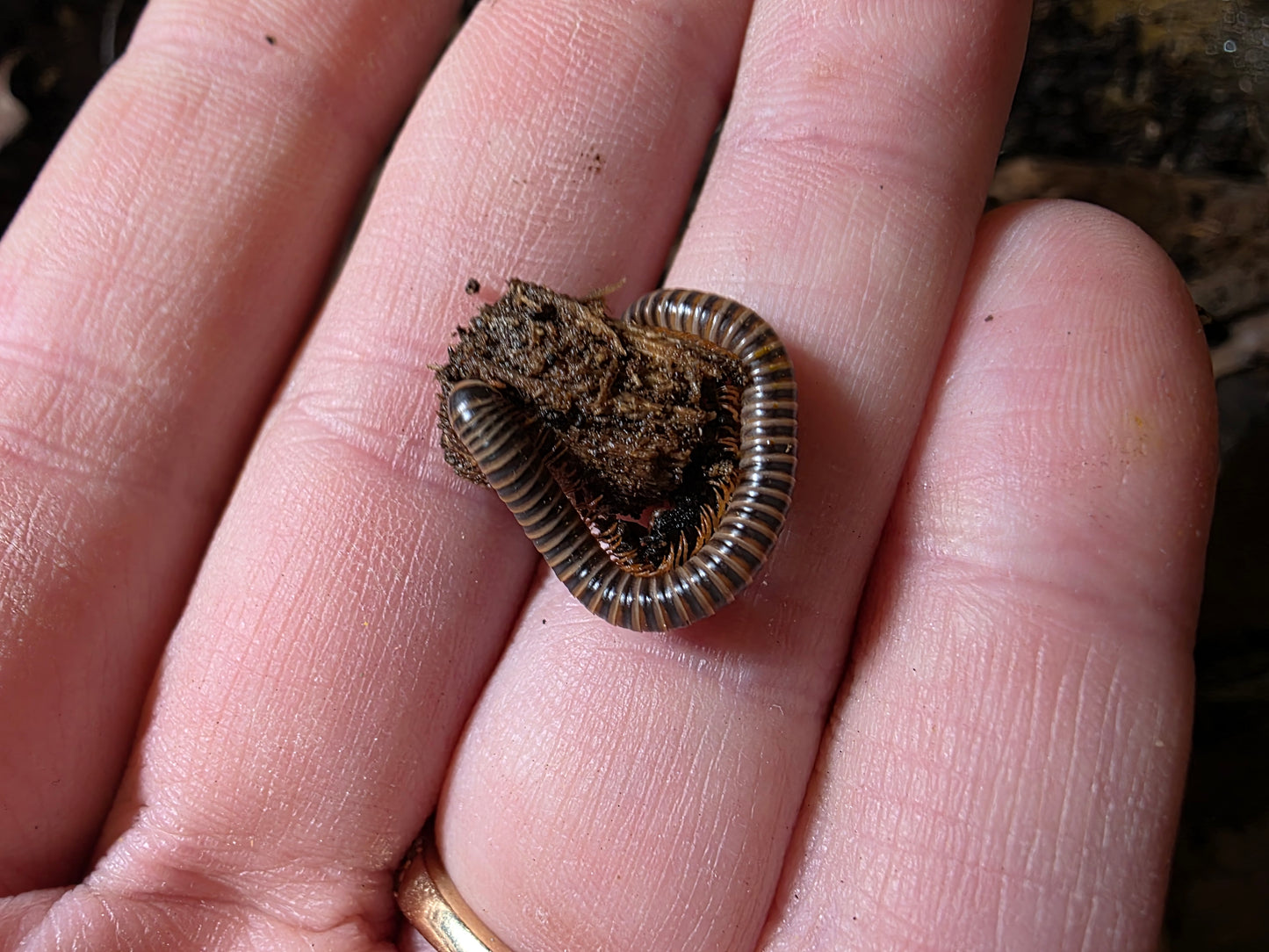 Millipede mystery box
