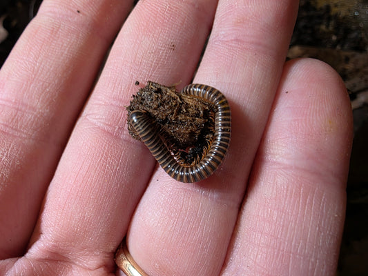 benoitolus sp. khao sok