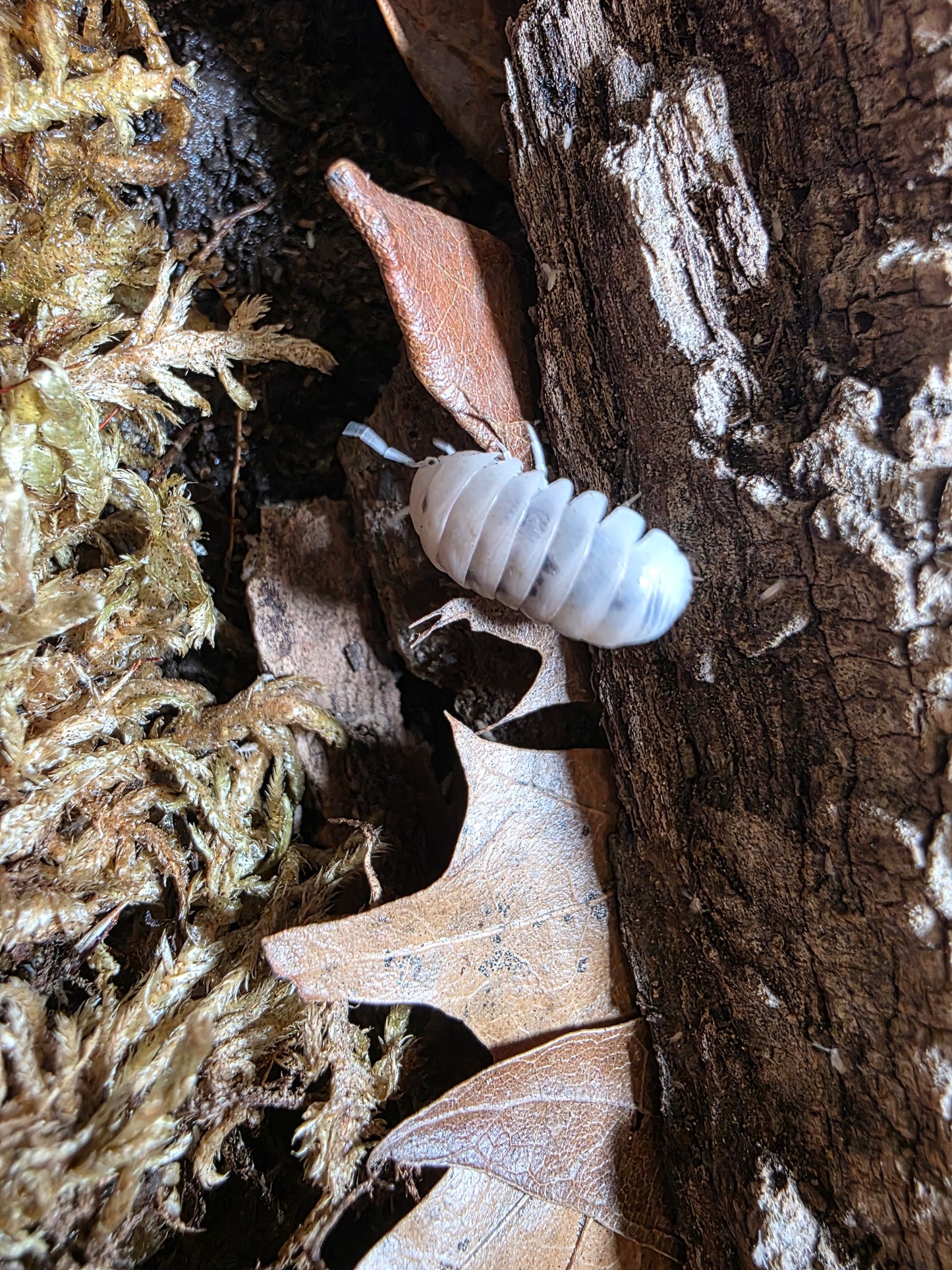 Armadillo officinalis Dalmatians