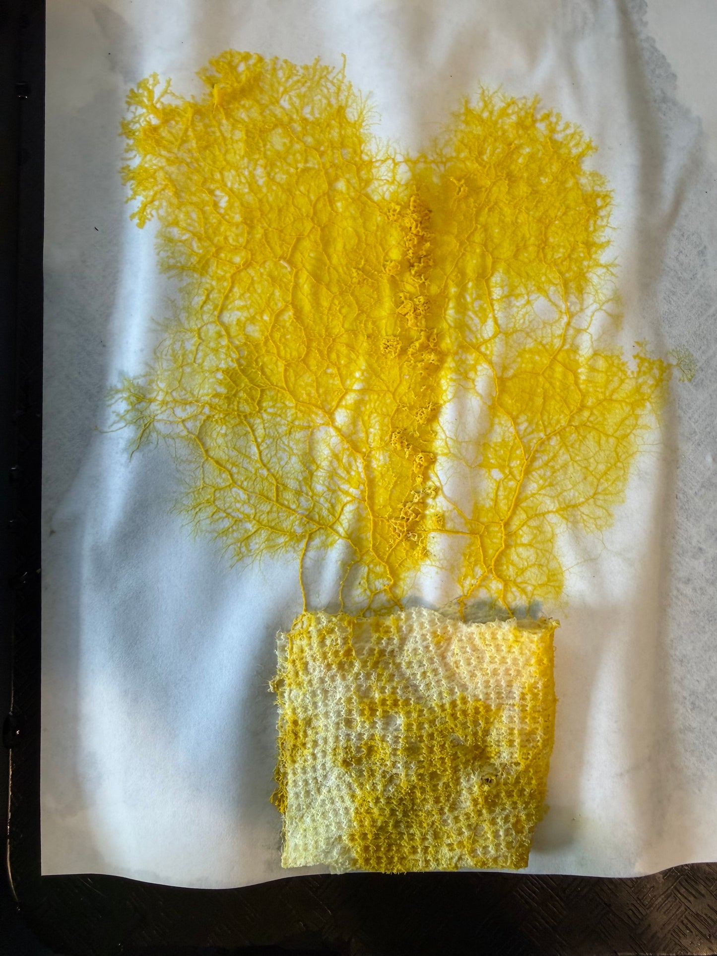 Live slime mold culture