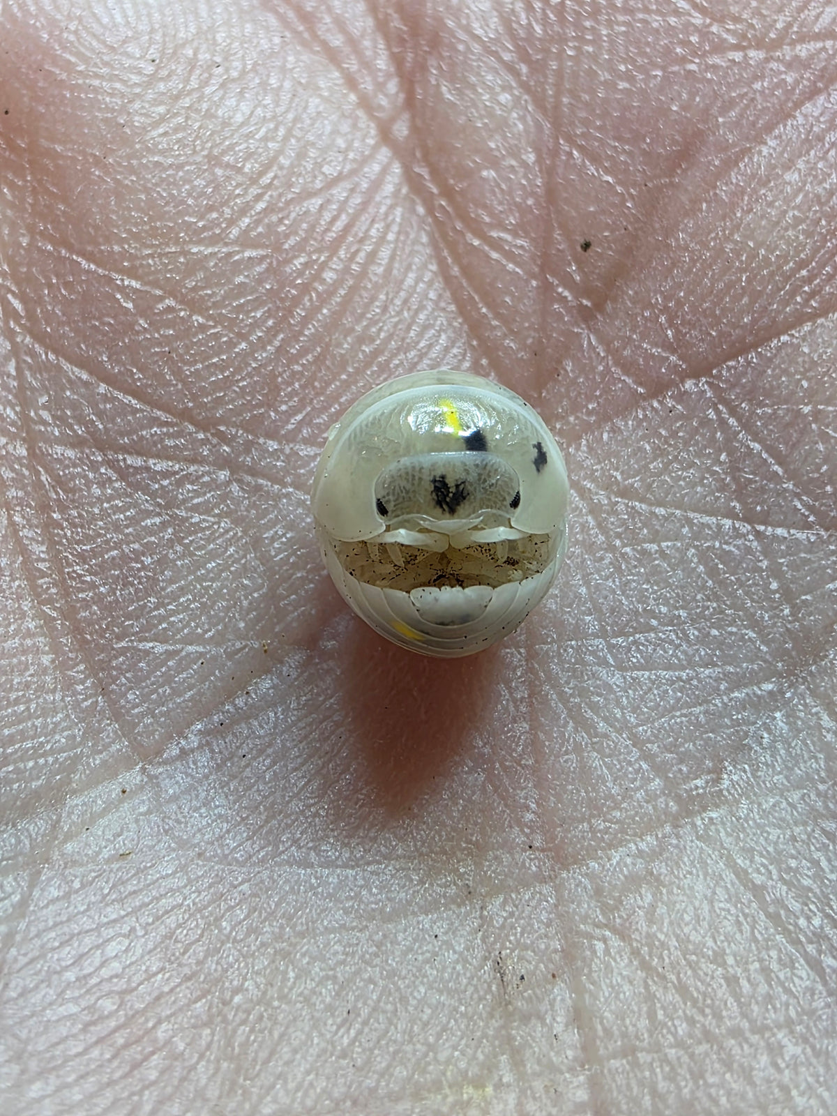 Armadillidium vulgare american potions (roach crossing OG stock)