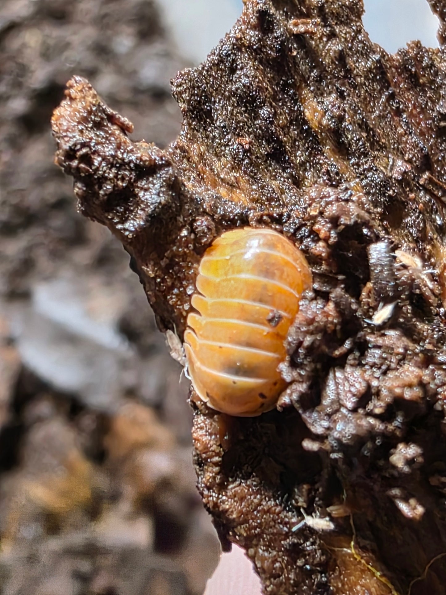 Cubaris sp Golden rutilated