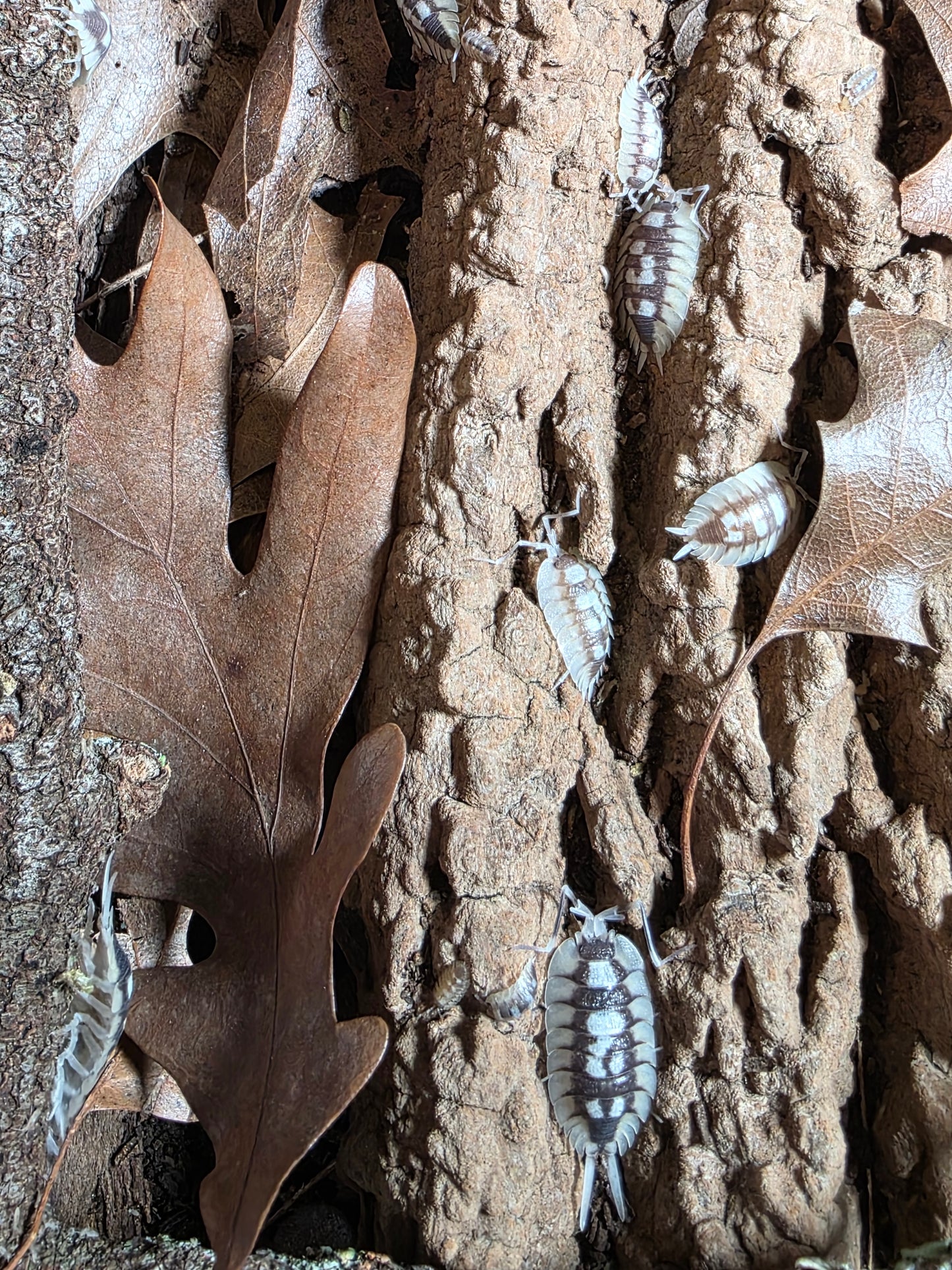 Porcellio expansus white