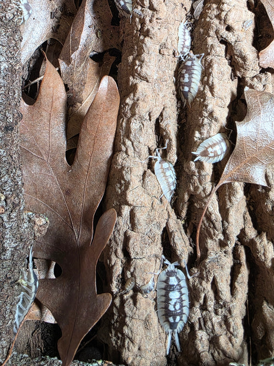 Porcellio expansus white