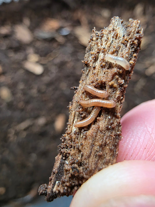 Ivory Millipede (Chicobolus spinigerus)